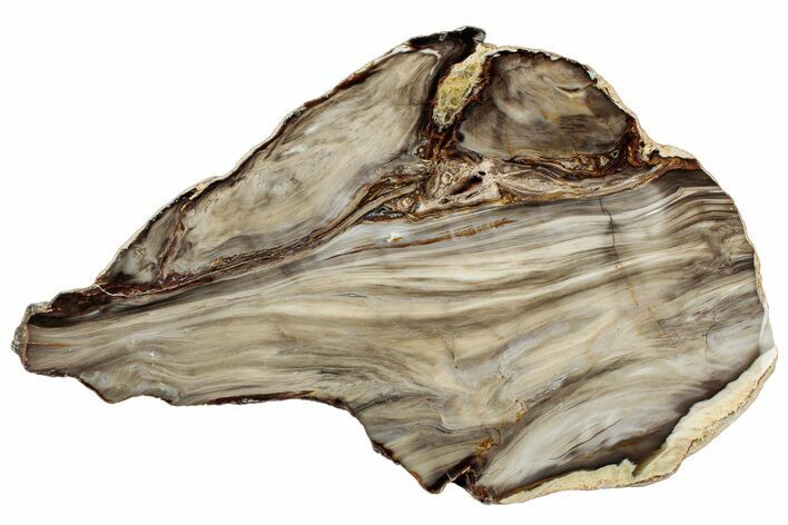 Polished Petrified Wood (Bald Cypress?) Slab - Washington #308399
